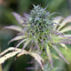 A hemp plant grows in Virginia.